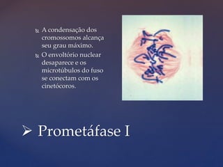  Prometáfase I
 A condensação dos
cromossomos alcança
seu grau máximo.
 O envoltório nuclear
desaparece e os
microtúbulos do fuso
se conectam com os
cinetócoros.
 