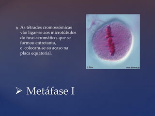  Metáfase I
 As tétrades cromossómicas
vão ligar-se aos microtúbulos
do fuso acromático, que se
formou entretanto,
e colocam-se ao acaso na
placa equatorial.
 