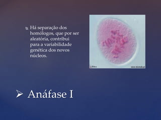  Anáfase I
 Há separação dos
homólogos, que por ser
aleatória, contribui
para a variabilidade
genética dos novos
núcleos.
 