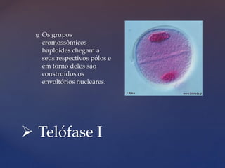  Telófase I
 Os grupos
cromossômicos
haploides chegam a
seus respectivos pólos e
em torno deles são
construídos os
envoltórios nucleares.
 