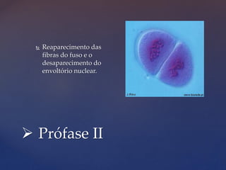  Prófase II
 Reaparecimento das
fibras do fuso e o
desaparecimento do
envoltório nuclear.
 