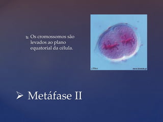  Metáfase II
 Os cromossomos são
levados ao plano
equatorial da célula.
 