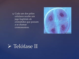  Telófase II
 Cada um dos pólos
celulares recebe um
jogo haplóide de
cromátides que passam
a se chamar
cromossomos.
 