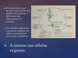  Os mecanismos que
levam à reprodução das
plantas são bastante
diferentes dos
observados nos
animais.
 Nas plantas superiores,
o processo começa nos
órgãos reprodutores
masculino e feminino.
 A meiose nas células
vegetais.
 