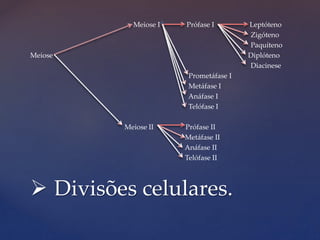 Meiose I Prófase I Leptóteno
Zigóteno
Paquíteno
Meiose Diplóteno
Diacinese
Prometáfase I
Metáfase I
Anáfase I
Telófase I
Meiose II Prófase II
Metáfase II
Anáfase II
Telófase II
 Divisões celulares.
 