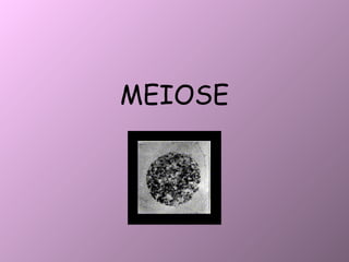 MEIOSE 