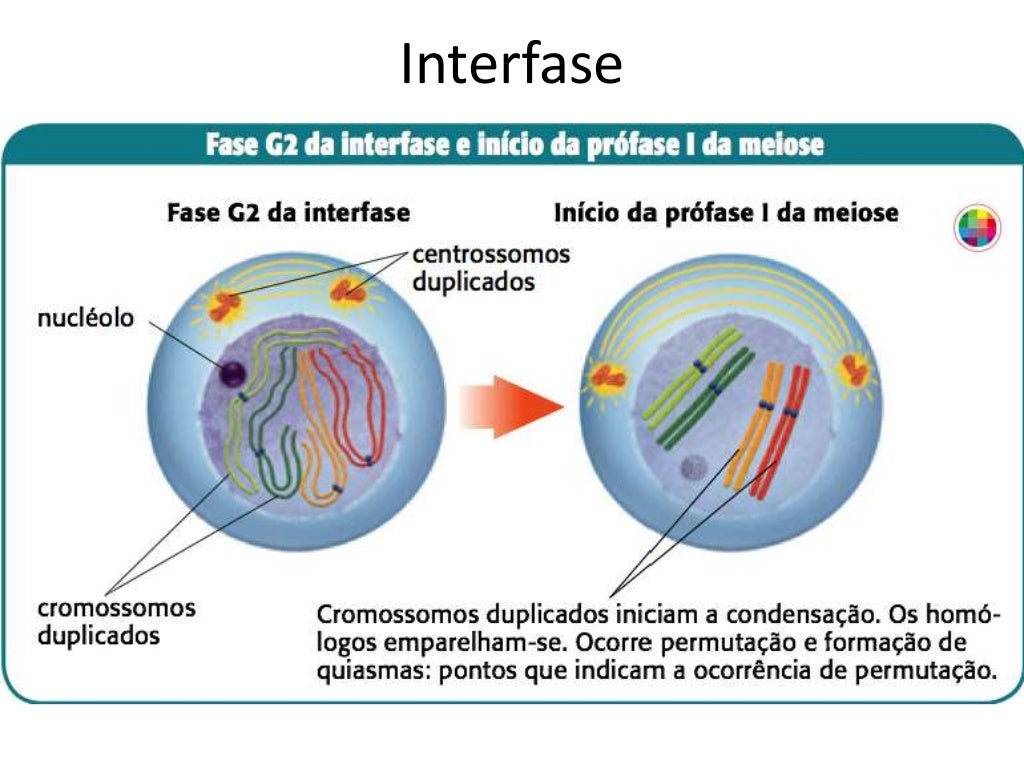 Uma Celula Com Genotipo Aa Origina Ao Fim Da Meiose
