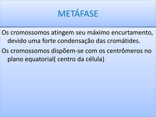 METÁFASE 
Os cromossomos atingem seu máximo encurtamento, 
devido uma forte condensação das cromátides. 
Os cromossomos dispõem-se com os centrômeros no 
plano equatorial( centro da célula) 
 