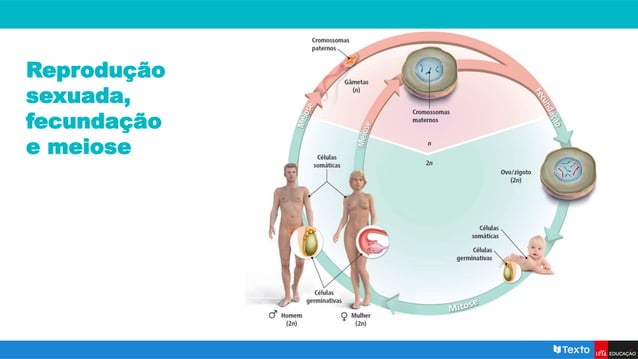 Meiose e reprodução sexuada I.pptx