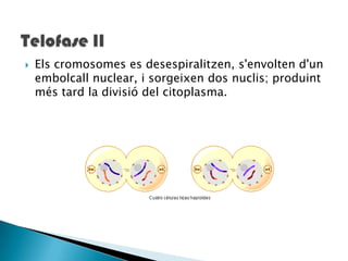    Els cromosomes es desespiralitzen, s'envolten d'un
    embolcall nuclear, i sorgeixen dos nuclis; produint
    més tard la divisió del citoplasma.
 