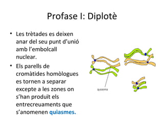 Profase I: Diplotè
• Les trètades es deixen
  anar del seu punt d’unió
  amb l’embolcall
  nuclear.
• Els parells de
  cromàtides homòlogues
  es tornen a separar
  excepte a les zones on
  s’han produït els
  entrecreuaments que
  s’anomenen quiasmes.
 