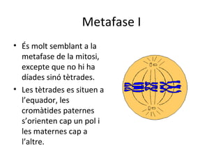 Metafase I
• És molt semblant a la
  metafase de la mitosi,
  excepte que no hi ha
  díades sinó tètrades.
• Les tètrades es situen a
  l’equador, les
  cromàtides paternes
  s’orienten cap un pol i
  les maternes cap a
  l’altre.
 