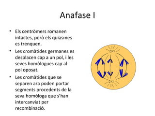 Anafase I
• Els centròmers romanen
  intactes, però els quiasmes
  es trenquen.
• Les cromàtides germanes es
  desplacen cap a un pol, i les
  seves homòlogues cap al
  pol oposat.
• Les cromàtides que se
  separen ara poden portar
  segments procedents de la
  seva homòloga que s’han
  intercanviat per
  recombinació.
 