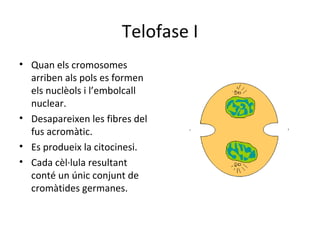 Telofase I
• Quan els cromosomes
  arriben als pols es formen
  els nuclèols i l’embolcall
  nuclear.
• Desapareixen les fibres del
  fus acromàtic.
• Es produeix la citocinesi.
• Cada cèl·lula resultant
  conté un únic conjunt de
  cromàtides germanes.
 