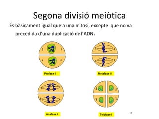 Segona divisió meiòtica
És bàsicament igual que a una mitosi, excepte que no va
  precedida d’una duplicació de l’ADN.
 