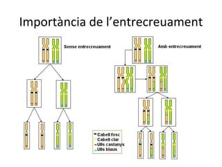 Importància de l’entrecreuament
 