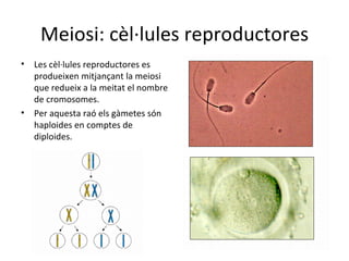 Meiosi: cèl·lules reproductores
•   Les cèl·lules reproductores es
    produeixen mitjançant la meiosi
    que redueix a la meitat el nombre
    de cromosomes.
•   Per aquesta raó els gàmetes són
    haploides en comptes de
    diploides.
 