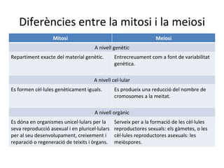 Diferències entre la mitosi i la meiosi
                   Mitosi                                         Meiosi
                                      A nivell genètic
Repartiment exacte del material genètic.        Entrecreuament com a font de variabilitat
                                                genètica.

                                     A nivell cel·lular
Es formen cèl·lules genèticament iguals.        Es produeix una reducció del nombre de
                                                cromosomes a la meitat.

                                      A nivell orgànic
Es dóna en organismes unicel·lulars per la      Serveix per a la formació de les cèl·lules
seva reproducció asexual i en pluricel·lulars   reproductores sexuals: els gàmetes, o les
per al seu desenvolupament, creixement i        cèl·lules reproductores asexuals: les
reparació o regeneració de teixits i òrgans.    meiòspores.
 