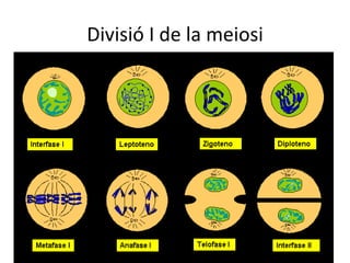 Divisió I de la meiosi
 