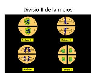 Divisió II de la meiosi
 