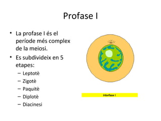 Profase I
• La profase I és el
  període més complex
  de la meiosi.
• Es subdivideix en 5
  etapes:
  –   Leptotè
  –   Zigotè
  –   Paquitè
  –   Diplotè
  –   Diacinesi
 