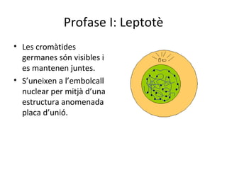 Profase I: Leptotè
• Les cromàtides
  germanes són visibles i
  es mantenen juntes.
• S’uneixen a l’embolcall
  nuclear per mitjà d’una
  estructura anomenada
  placa d’unió.
 
