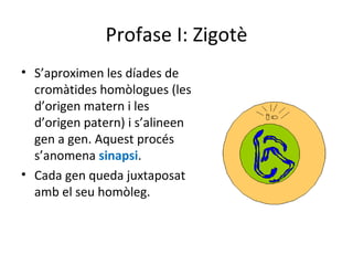 Profase I: Zigotè
• S’aproximen les díades de
  cromàtides homòlogues (les
  d’origen matern i les
  d’origen patern) i s’alineen
  gen a gen. Aquest procés
  s’anomena sinapsi.
• Cada gen queda juxtaposat
  amb el seu homòleg.
 