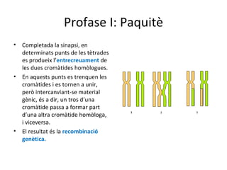 Profase I: Paquitè
•   Completada la sinapsi, en
    determinats punts de les tètrades
    es produeix l’entrecreuament de
    les dues cromàtides homòlogues.
•   En aquests punts es trenquen les
    cromàtides i es tornen a unir,
    però intercanviant-se material
    gènic, és a dir, un tros d’una
    cromàtide passa a formar part
    d’una altra cromàtide homòloga,
    i viceversa.
•   El resultat és la recombinació
    genètica.
 