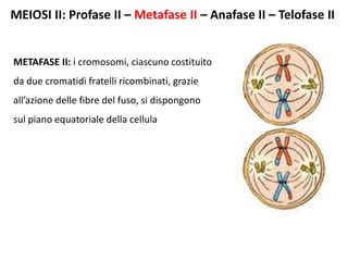 MEIOSI II: Profase II – Metafase II – Anafase II – Telofase II
METAFASE II: i cromosomi, ciascuno costituito
da due cromatidi fratelli ricombinati, grazie
all’azione delle fibre del fuso, si dispongono
sul piano equatoriale della cellula
 