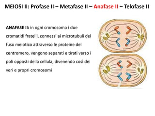 MEIOSI II: Profase II – Metafase II – Anafase II – Telofase II
ANAFASE II: in ogni cromosoma i due
cromatidi fratelli, connessi ai microtubuli del
fuso meiotico attraverso le proteine del
centromero, vengono separati e tirati verso i
poli opposti della cellula, divenendo così dei
veri e propri cromosomi
 