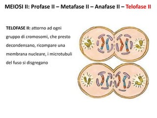 MEIOSI II: Profase II – Metafase II – Anafase II – Telofase II
TELOFASE II: attorno ad ogni
gruppo di cromosomi, che presto
decondensano, ricompare una
membrana nucleare, i microtubuli
del fuso si disgregano
 