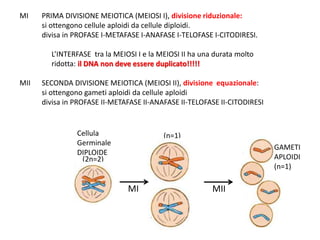 MI PRIMA DIVISIONE MEIOTICA (MEIOSI I), divisione riduzionale:
si ottengono cellule aploidi da cellule diploidi.
divisa in PROFASE I-METAFASE I-ANAFASE I-TELOFASE I-CITODIRESI.
L’INTERFASE tra la MEIOSI I e la MEIOSI II ha una durata molto
ridotta: il DNA non deve essere duplicato!!!!!
MII SECONDA DIVISIONE MEIOTICA (MEIOSI II), divisione equazionale:
si ottengono gameti aploidi da cellule aploidi
divisa in PROFASE II-METAFASE II-ANAFASE II-TELOFASE II-CITODIRESI
(2n=2)
(n=1)Cellula
Germinale
DIPLOIDE
MI MII
GAMETI
APLOIDI
(n=1)
 