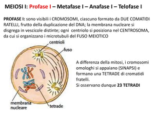 MEIOSI I: Profase I – Metafase I – Anafase I – Telofase I
PROFASE I: sono visibili i CROMOSOMI, ciascuno formato da DUE COMATIDI
RATELLI, frutto della duplicazione del DNA; la membrana nucleare si
disgrega in vescicole distinte; ogni centriolo si posiziona nel CENTROSOMA,
da cui si organizzano i microtubuli del FUSO MEIOTICO
A differenza della mitosi, i cromosomi
omologhi si appaiano (SINAPSI) e
formano una TETRADE di cromatidi
fratelli.
Si osservano dunque 23 TETRADI
 