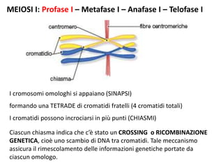 MEIOSI I: Profase I – Metafase I – Anafase I – Telofase I
I cromosomi omologhi si appaiano (SINAPSI)
formando una TETRADE di cromatidi fratelli (4 cromatidi totali)
I cromatidi possono incrociarsi in più punti (CHIASMI)
Ciascun chiasma indica che c’è stato un CROSSING o RICOMBINAZIONE
GENETICA, cioè uno scambio di DNA tra cromatidi. Tale meccanismo
assicura il rimescolamento delle informazioni genetiche portate da
ciascun omologo.
 