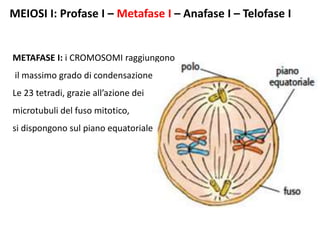 MEIOSI I: Profase I – Metafase I – Anafase I – Telofase I
METAFASE I: i CROMOSOMI raggiungono
il massimo grado di condensazione.
Le 23 tetradi, grazie all’azione dei
microtubuli del fuso mitotico,
si dispongono sul piano equatoriale
 