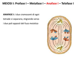 MEIOSI I: Profase I – Metafase I – Anafase I – Telofase I
ANAFASE I: i due cromosomi di ogni
tetrade si separano, migrando verso
i due poli opposti del fuso meiotico
 