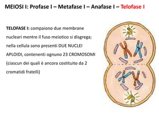 MEIOSI I: Profase I – Metafase I – Anafase I – Telofase I
TELOFASE I: compaiono due membrane
nucleari mentre il fuso meiotico si disgrega;
nella cellula sono presenti DUE NUCLEI
APLOIDI, contenenti ognuno 23 CROMOSOMI
(ciascun dei quali è ancora costituito da 2
cromatidi fratelli)
 