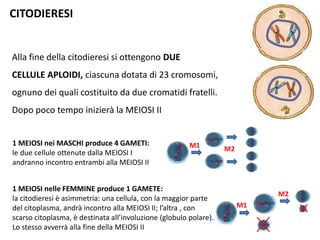 CITODIERESI
Alla fine della citodieresi si ottengono DUE
CELLULE APLOIDI, ciascuna dotata di 23 cromosomi,
ognuno dei quali costituito da due cromatidi fratelli.
Dopo poco tempo inizierà la MEIOSI II
1 MEIOSI nei MASCHI produce 4 GAMETI:
le due cellule ottenute dalla MEIOSI I
andranno incontro entrambi alla MEIOSI II
1 MEIOSI nelle FEMMINE produce 1 GAMETE:
la citodieresi è asimmetria: una cellula, con la maggior parte
del citoplasma, andrà incontro alla MEIOSI II; l’altra , con
scarso citoplasma, è destinata all’involuzione (globulo polare).
Lo stesso avverrà alla fine della MEIOSI II
M1 M2
M1
M2
 