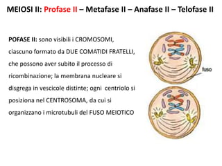MEIOSI II: Profase II – Metafase II – Anafase II – Telofase II
POFASE II: sono visibili i CROMOSOMI,
ciascuno formato da DUE COMATIDI FRATELLI,
che possono aver subito il processo di
ricombinazione; la membrana nucleare si
disgrega in vescicole distinte; ogni centriolo si
posiziona nel CENTROSOMA, da cui si
organizzano i microtubuli del FUSO MEIOTICO
 