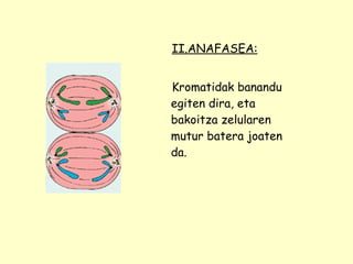 II.ANAFASEA: Kromatidak banandu egiten dira, eta bakoitza zelularen mutur batera joaten da. 