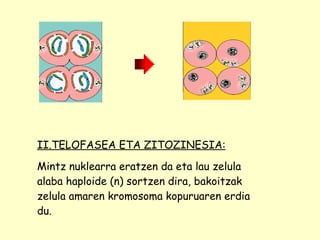 II.TELOFASEA ETA ZITOZINESIA: Mintz nuklearra eratzen da eta lau zelula alaba haploide (n) sortzen dira, bakoitzak zelula amaren kromosoma kopuruaren erdia du. 