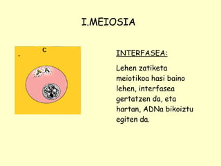 I.MEIOSIA INTERFASEA: Lehen zatiketa meiotikoa hasi baino lehen, interfasea gertatzen da, eta hartan, ADNa bikoiztu egiten da. 