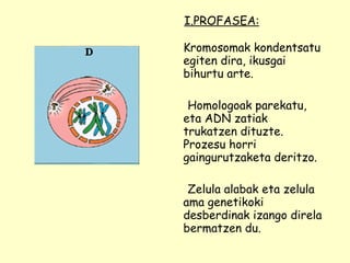 I.PROFASEA: Kromosomak kondentsatu egiten dira, ikusgai bihurtu arte. Homologoak parekatu, eta ADN zatiak trukatzen dituzte. Prozesu horri gaingurutzaketa deritzo. Zelula alabak eta zelula ama genetikoki desberdinak izango direla bermatzen du. 