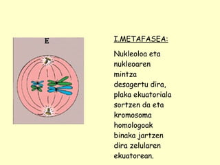 I.METAFASEA: Nukleoloa eta nukleoaren mintza desagertu dira, plaka ekuatoriala sortzen da eta kromosoma homologoak binaka jartzen dira zelularen ekuatorean. 