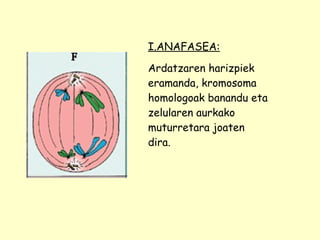 I.ANAFASEA: Ardatzaren harizpiek eramanda, kromosoma homologoak banandu eta zelularen aurkako muturretara joaten dira. 