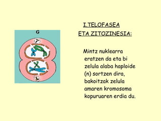 I.TELOFASEA ETA ZITOZINESIA: Mintz nuklearra eratzen da eta bi zelula alaba haploide (n) sortzen dira, bakoitzak zelula amaren kromosoma kopuruaren erdia du. 