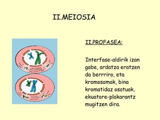 II.PROFASEA: Interfase-aldirik izan gabe, ardatza eratzen da berrriro, eta kromosomak, bina kromatidaz osatuak, ekuatore-plakarantz mugitzen dira. II.MEIOSIA 