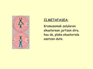 II.METAFASEA: Kromosomak zelularen ekuatorean jartzen dira, hau da, plaka ekuatoriala osatzen dute. 