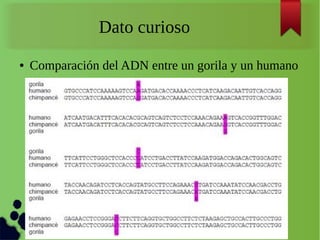 Dato curioso
● Comparación del ADN entre un gorila y un humano