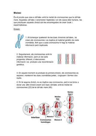 Meiosi
És el procés que crea a cèl·lules amb la meitat de cromosomes que la cèl·lula
mare. Aquestes cèl·lules s’anomenen haploides i en els casos dels humans, les
que practiquen aquesta divisió són les encarregades de crear òvuls i
espermatozous.
Divisió:
1. Al començar qualsevol de les dues divisions cel·lulars, es
creen els cromosomes i es duplica el material genètic de cada
cromàtide, fent que a cada cromosoma hi hagi la mateixa
informació però duplicada.
2. Seguidament, els cromosomes amb la
mateixa informació, però un de cada
progenitor diferent, s’intercanvien
informació i es produeix una recombinació
genètica.
3. En aquest moment es produeix la primera divisió, els cromosomes es
separen, mantenint les dues cromàtides juntes, s’agrupen i formen dos
nuclis.
4. En la segona divisió, no es duplica cap cromosoma, però si es torna a
donar una altre divisió creant així dues cèl·lules amb la meitat de
cromosomes (23) de la cèl·lula mare (46).
 